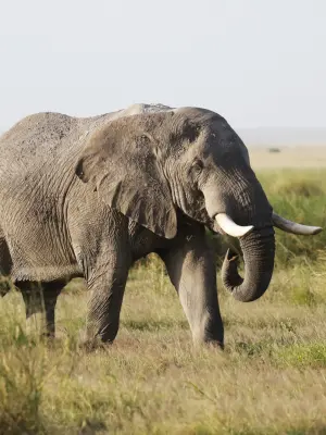 Amboseli